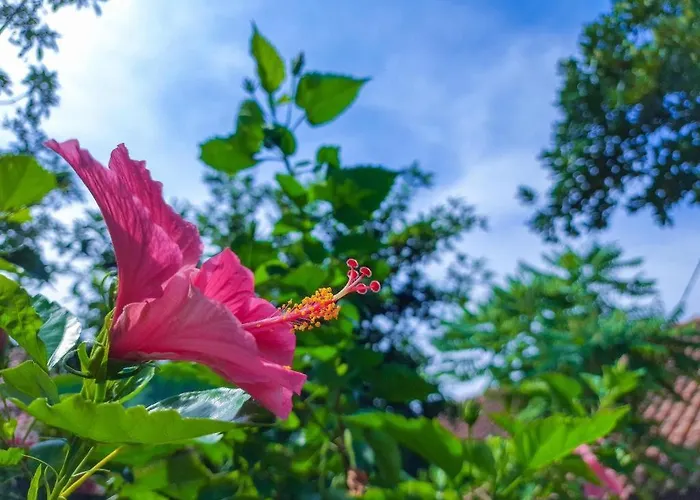 Zuzu SumeruHotel di Bogor